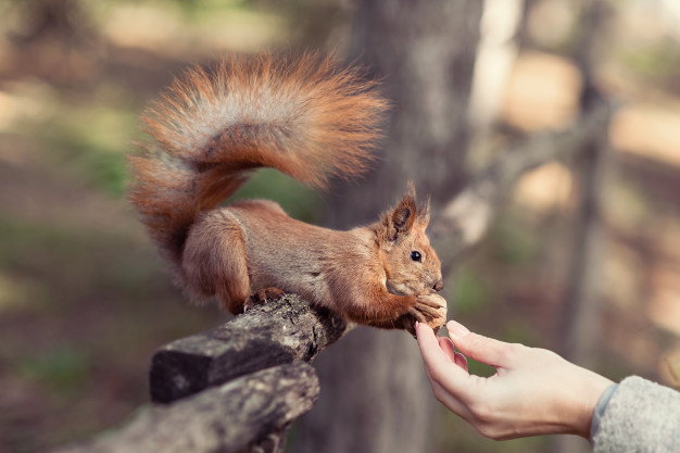 Fauna Bilgisi
